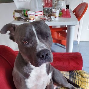 Meet your Posher, Israel